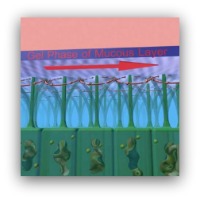 Cilia