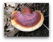 Reishi Mushroom