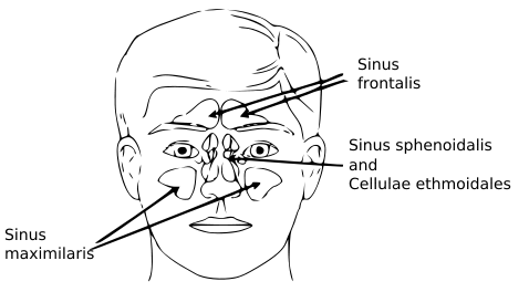 Paranasal sinuses