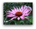 Echinacea