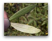 olive tree leaf